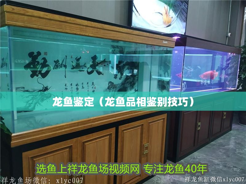 龍魚鑒定（龍魚品相鑒別技巧）