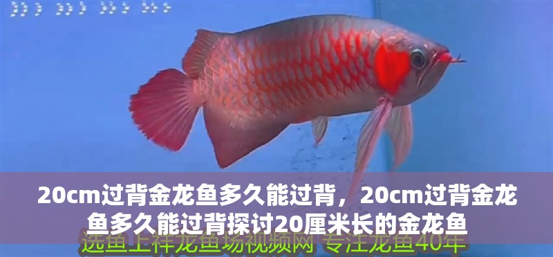 20cm過背金龍魚多久能過背，20cm過背金龍魚多久能過背探討20厘米長的金龍魚