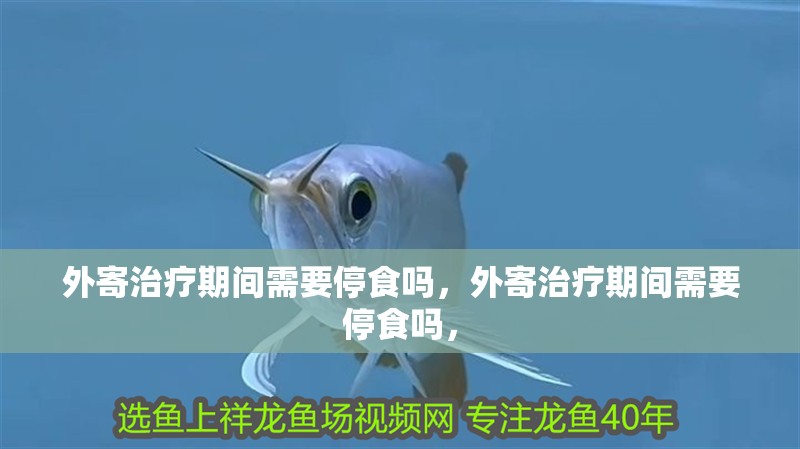 外寄治療期間需要停食嗎，外寄治療期間需要停食嗎， 外寄治療期間需要停食嗎，外寄治療期間需要停食嗎， 龍魚百科