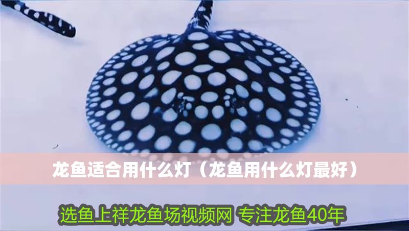 龍魚適合用什么燈（龍魚用什么燈最好）