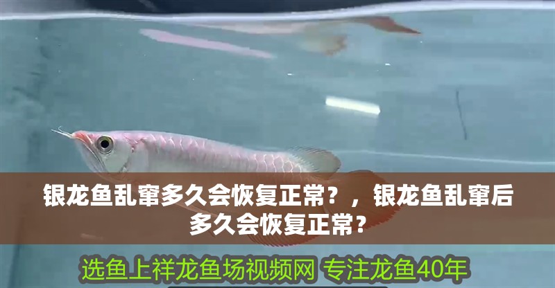 銀龍魚亂竄多久會恢復正常？，銀龍魚亂竄后多久會恢復正常？