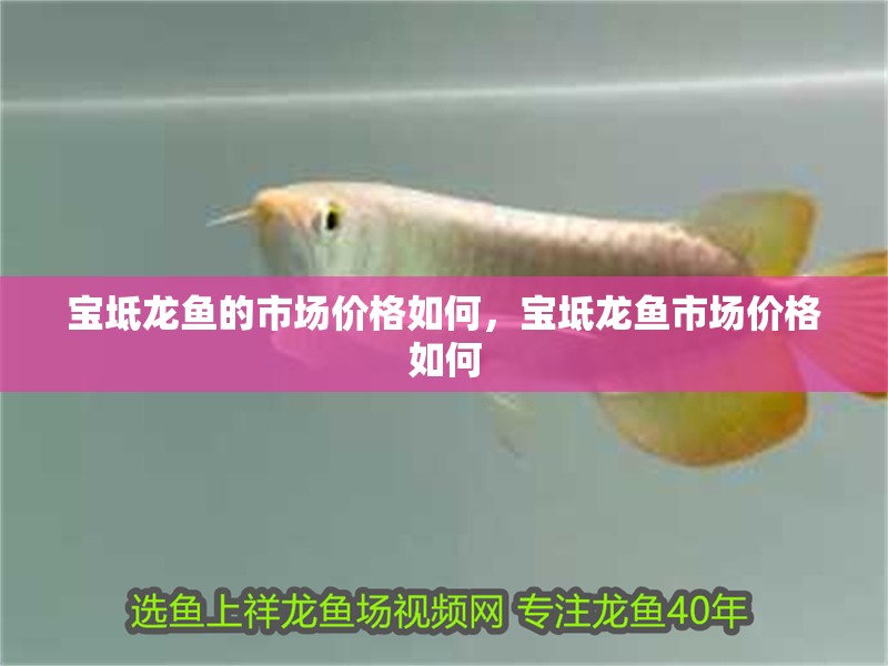 寶坻龍魚的市場價格如何，寶坻龍魚市場價格如何 寶坻龍魚的市場價格如何，寶坻龍魚市場價格如何 龍魚百科