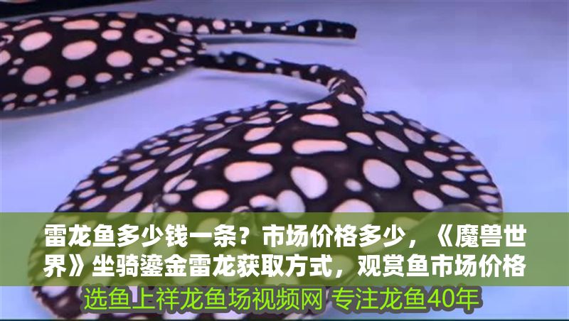 雷龍魚多少錢一條？市場價格多少，《魔獸世界》坐騎鎏金雷龍獲取方式，觀賞魚市場價格對比分析