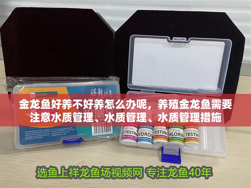 金龍魚好養(yǎng)不好養(yǎng)怎么辦呢，養(yǎng)殖金龍魚需要注意水質管理、水質管理、水質管理措施 金龍魚好養(yǎng)不好養(yǎng)怎么辦呢，養(yǎng)殖金龍魚需要注意水質管理、水質管理、水質管理措施 龍魚百科 第2張