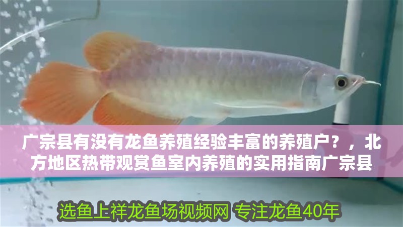 廣宗縣有沒有龍魚養殖經驗豐富的養殖戶？，北方地區熱帶觀賞魚室內養殖的實用指南廣宗縣龍魚養殖可行性分析 廣宗縣有沒有龍魚養殖經驗豐富的養殖戶？，北方地區熱帶觀賞魚室內養殖的實用指南廣宗縣龍魚養殖可行性分析 龍魚百科