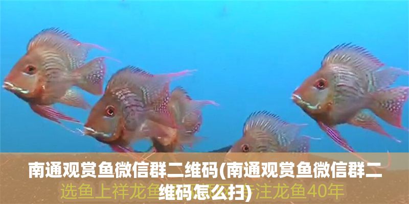 南通觀賞魚微信群二維碼(南通觀賞魚微信群二維碼怎么掃)