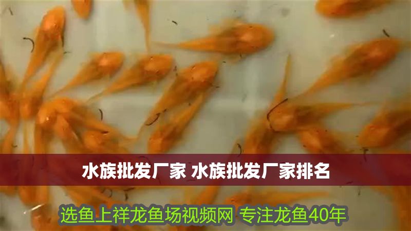 水族批發(fā)廠家 水族批發(fā)廠家排名
