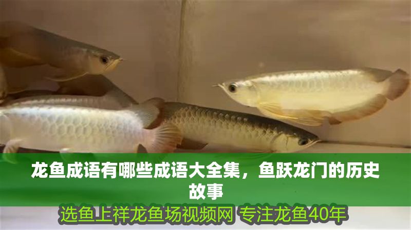 龍魚成語有哪些成語大全集，魚躍龍門的歷史故事