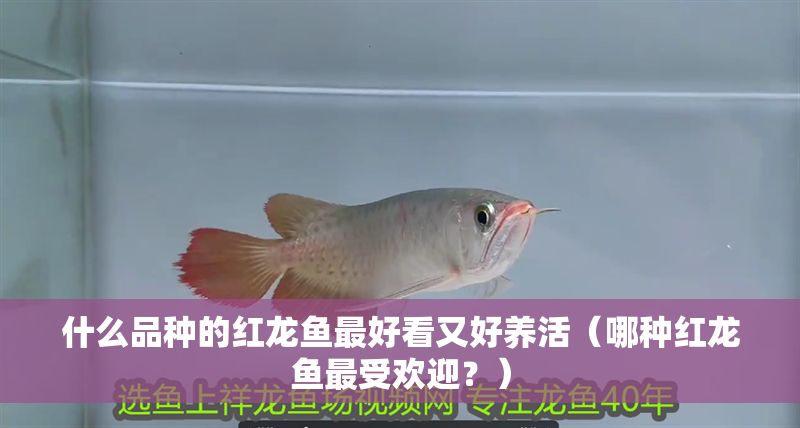 什么品種的紅龍魚最好看又好養(yǎng)活（哪種紅龍魚最受歡迎？）