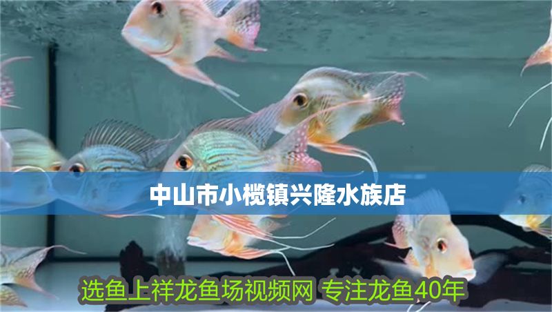 中山市小欖鎮興隆水族店 中山市小欖鎮興隆水族店 全國水族館企業名錄 第1張
