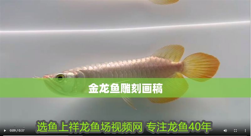 金龍魚雕刻畫稿 龍魚百科 第2張 金龍魚雕刻畫稿 金龍魚雕刻畫稿 龍魚百科 第2張
