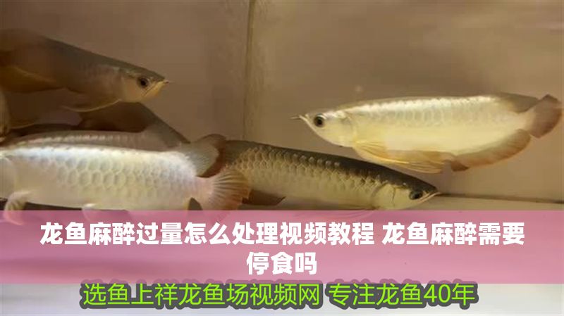 龍魚麻醉過量怎么處理視頻教程 龍魚麻醉需要停食嗎
