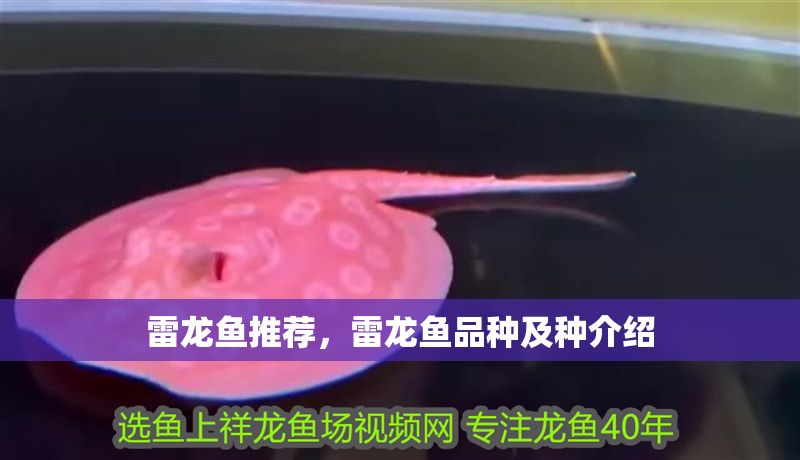 雷龍魚推薦，雷龍魚品種及種介紹