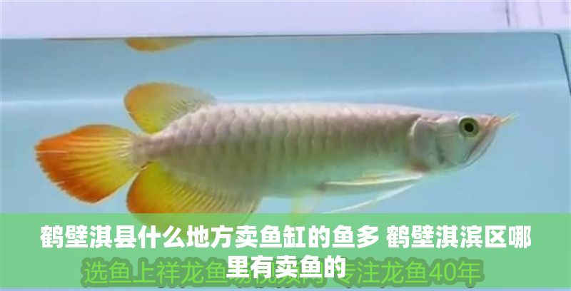 鶴壁淇縣什么地方賣魚缸的魚多 鶴壁淇濱區哪里有賣魚的