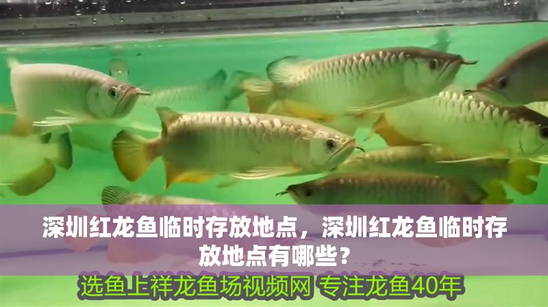 深圳紅龍魚臨時存放地點，深圳紅龍魚臨時存放地點有哪些？