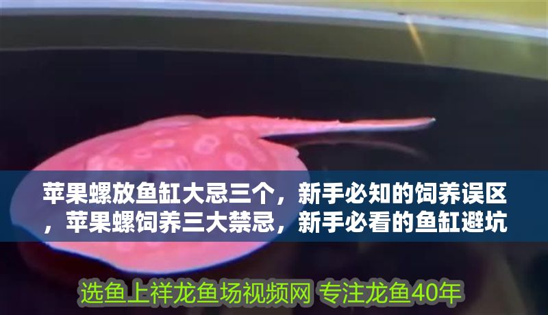 蘋果螺放魚缸大忌三個，新手必知的飼養誤區，蘋果螺飼養三大禁忌，新手必看的魚缸避坑指南