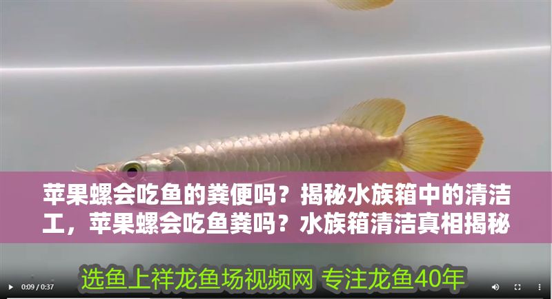 蘋果螺會吃魚的糞便嗎？揭秘水族箱中的清潔工，蘋果螺會吃魚糞嗎？水族箱清潔真相揭秘