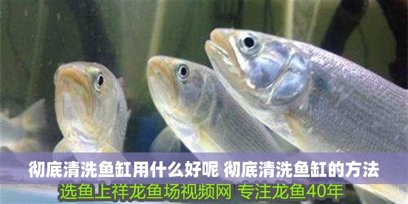 徹底清洗魚缸用什么好呢 徹底清洗魚缸的方法