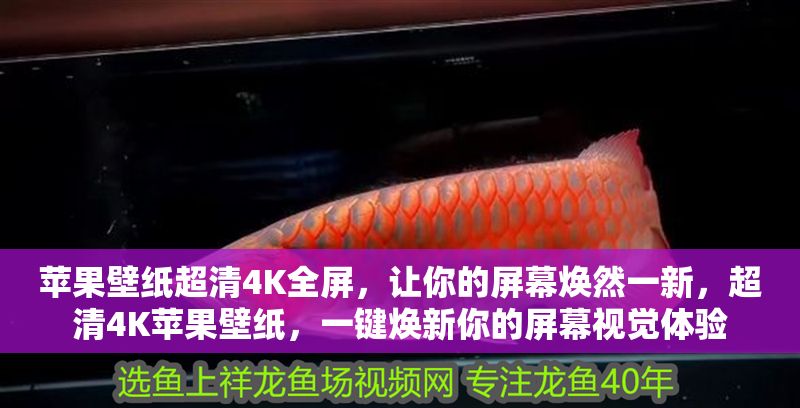 蘋果壁紙超清4K全屏，讓你的屏幕煥然一新，超清4K蘋果壁紙，一鍵煥新你的屏幕視覺體驗