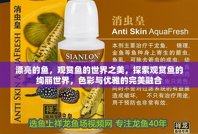 漂亮的魚，觀賞魚的世界之美，探索觀賞魚的絢麗世界，色彩與優雅的完美融合
