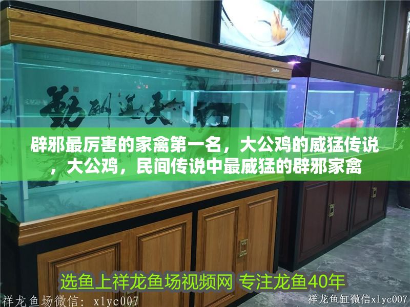 辟邪最厲害的家禽第一名，大公雞的威猛傳說，大公雞，民間傳說中最威猛的辟邪家禽