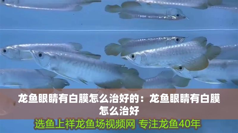 龍魚眼睛有白膜怎么治好的：龍魚眼睛有白膜怎么治好