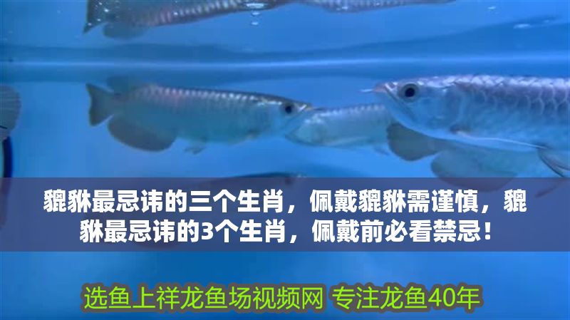 貔貅最忌諱的三個生肖，佩戴貔貅需謹慎，貔貅最忌諱的3個生肖，佩戴前必看禁忌！