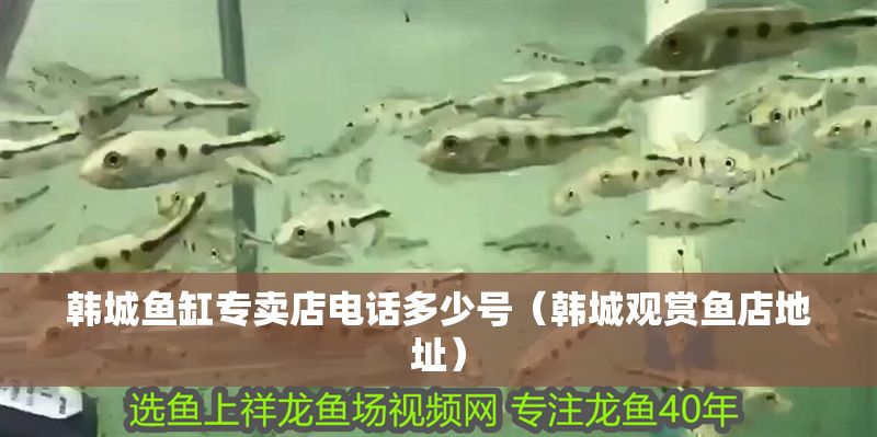 韓城魚缸專賣店電話多少號(hào)（韓城觀賞魚店地址）