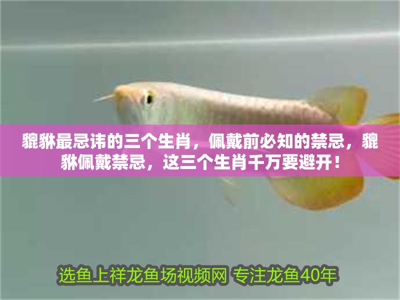 貔貅最忌諱的三個生肖，佩戴前必知的禁忌，貔貅佩戴禁忌，這三個生肖千萬要避開！