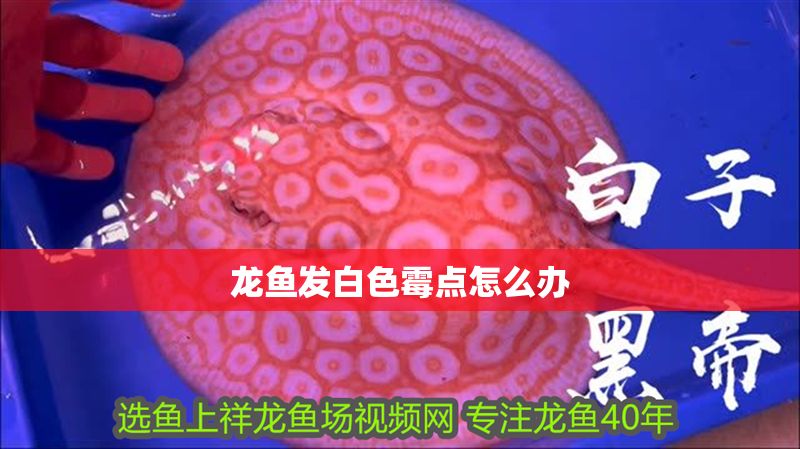 龍魚發(fā)白色霉點(diǎn)怎么辦