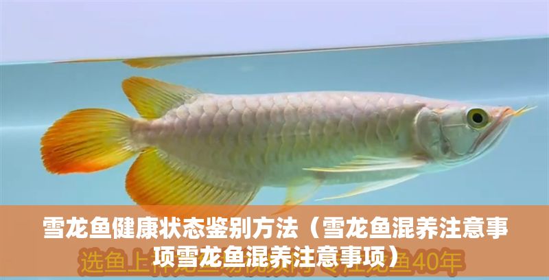 雪龍魚健康狀態(tài)鑒別方法（雪龍魚混養(yǎng)注意事項(xiàng)雪龍魚混養(yǎng)注意事項(xiàng)）