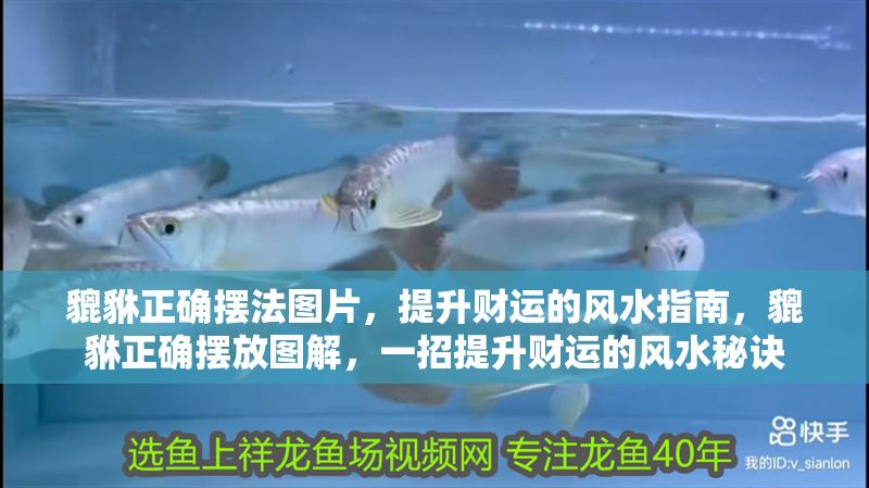 貔貅正確擺法圖片，提升財運的風水指南，貔貅正確擺放圖解，一招提升財運的風水秘訣 貔貅正確擺法圖片，提升財運的風水指南，貔貅正確擺放圖解，一招提升財運的風水秘訣 龍魚百科 第1張