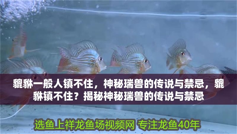貔貅一般人鎮(zhèn)不住，神秘瑞獸的傳說與禁忌，貔貅鎮(zhèn)不住？揭秘神秘瑞獸的傳說與禁忌