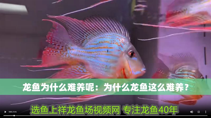 龍魚為什么難養(yǎng)呢：為什么龍魚這么難養(yǎng)？