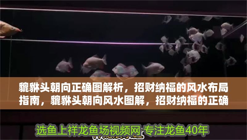 貔貅頭朝向正確圖解析，招財納福的風水布局指南，貔貅頭朝向風水圖解，招財納福的正確擺放指南