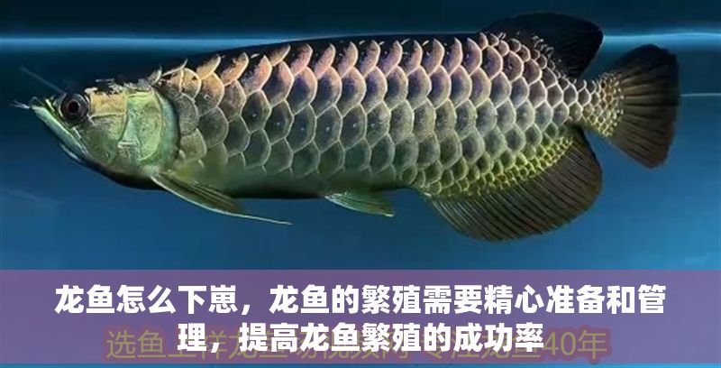 龍魚怎么下崽，龍魚的繁殖需要精心準備和管理，提高龍魚繁殖的成功率