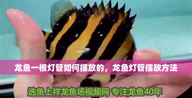 龍魚一根燈管如何擺放的，龍魚燈管擺放方法