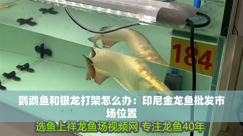 鸚鵡魚和銀龍打架怎么辦：印尼金龍魚批發市場位置
