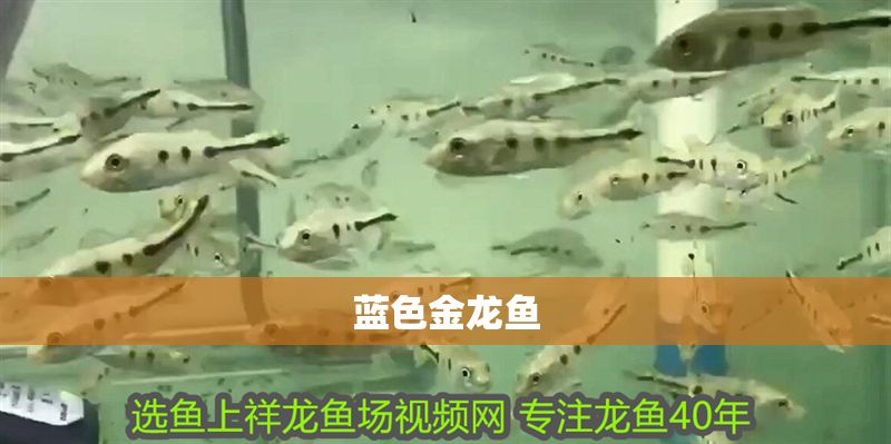 藍色金龍魚 藍色金龍魚 龍魚百科 第2張