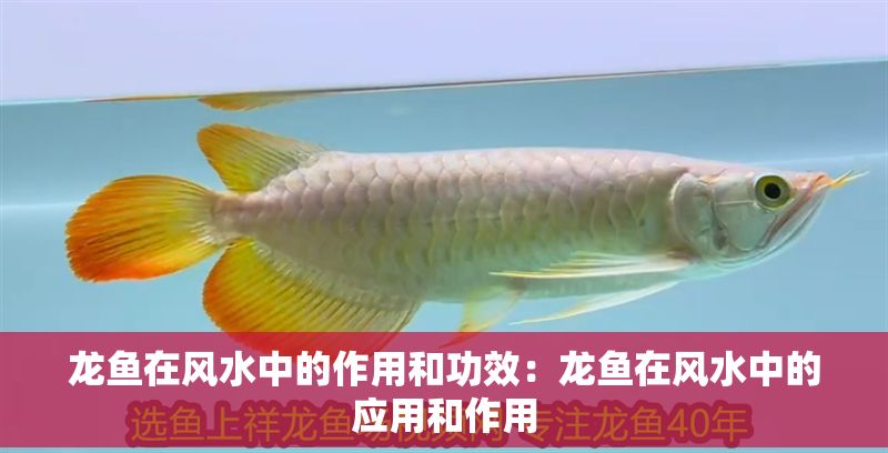 龍魚在風水中的作用和功效:龍魚在風水中的應用和作用 龍魚百科 第2張 龍魚在風水中的作用和功效:龍魚在風水中的應用和作用 龍魚在風水中的作用和功效:龍魚在風水中的應用和作用 龍魚百科 第2張