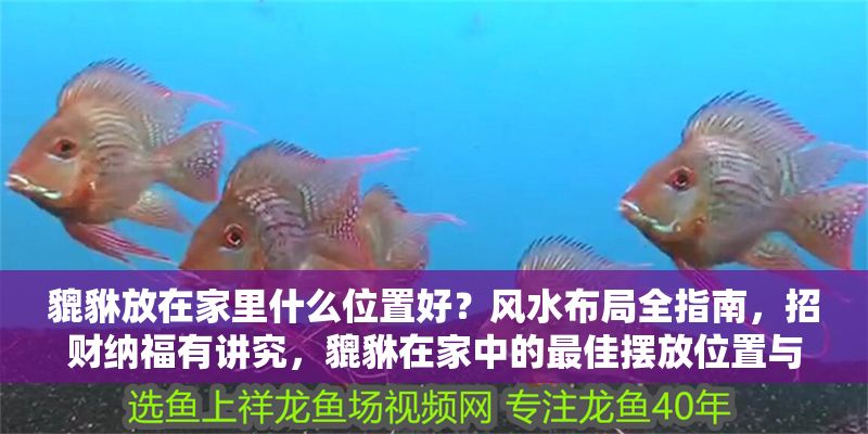 貔貅放在家里什么位置好?風水布局全指南,招財納福有講究,貔貅在家中的最佳擺放位置與風水布局全解析 龍魚百科 第1張 貔貅放在家里什么位置好?風水布局全指南,招財納福有講究,貔貅在家中的最佳擺放位置與風水布局全解析 貔貅放在家里什么位置好?風水布局全指南,招財納福有講究,貔貅在家中的最佳擺放位置與風水布局全解析 龍魚百科 第1張