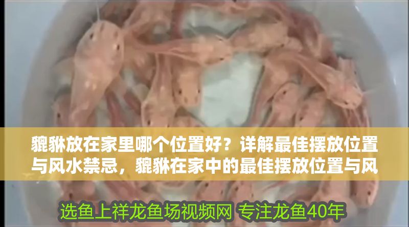 貔貅放在家里哪個(gè)位置好？詳解最佳擺放位置與風(fēng)水禁忌，貔貅在家中的最佳擺放位置與風(fēng)水禁忌詳解