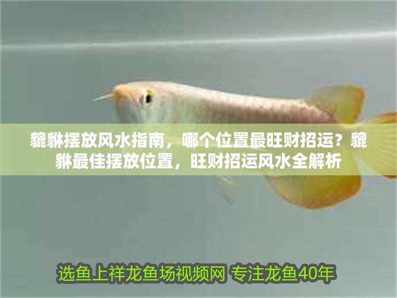 貔貅擺放風水指南,哪個位置最旺財招運?貔貅最佳擺放位置,旺財招運風水全解析 龍魚百科 第1張 貔貅擺放風水指南,哪個位置最旺財招運?貔貅最佳擺放位置,旺財招運風水全解析 貔貅擺放風水指南,哪個位置最旺財招運?貔貅最佳擺放位置,旺財招運風水全解析 龍魚百科 第1張