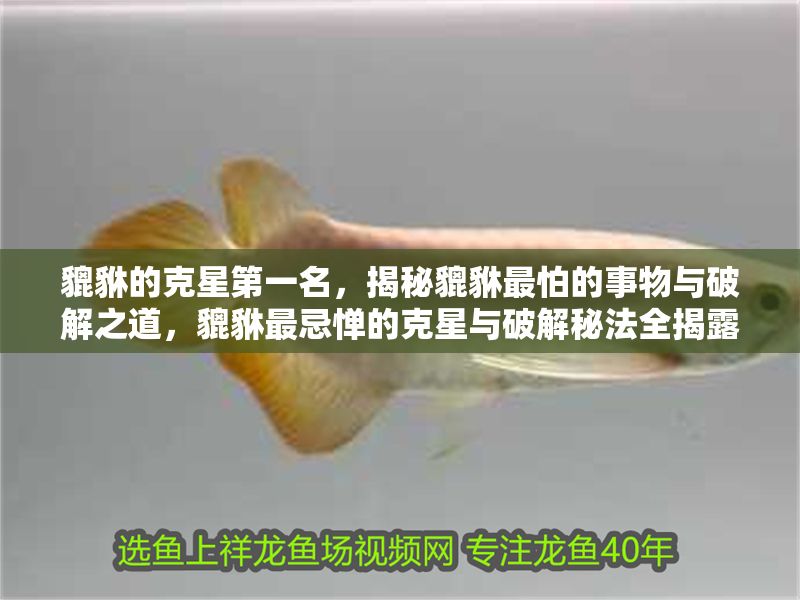 貔貅的克星第一名，揭秘貔貅最怕的事物與破解之道，貔貅最忌憚的克星與破解秘法全揭露