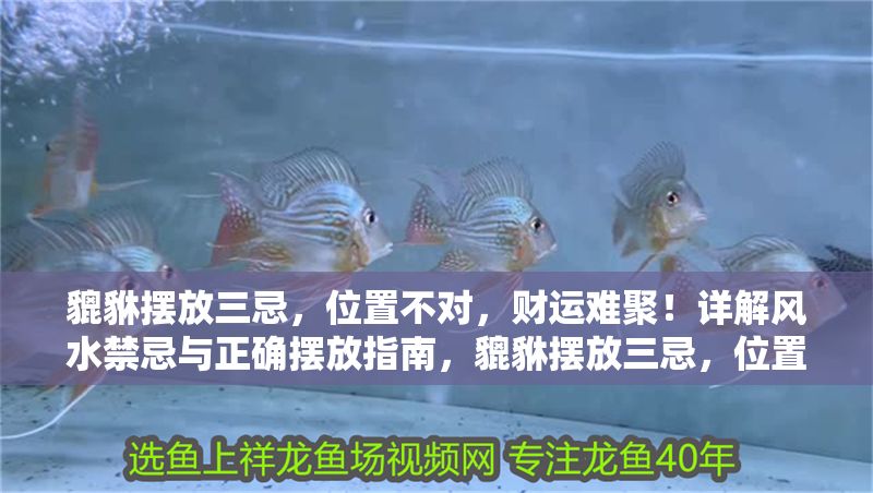 貔貅擺放三忌，位置不對，財運難聚！詳解風水禁忌與正確擺放指南，貔貅擺放三忌，位置不對財運難聚！風水禁忌與正確指南全解析 貔貅擺放三忌，位置不對，財運難聚！詳解風水禁忌與正確擺放指南，貔貅擺放三忌，位置不對財運難聚！風水禁忌與正確指南全解析 龍魚百科 第1張