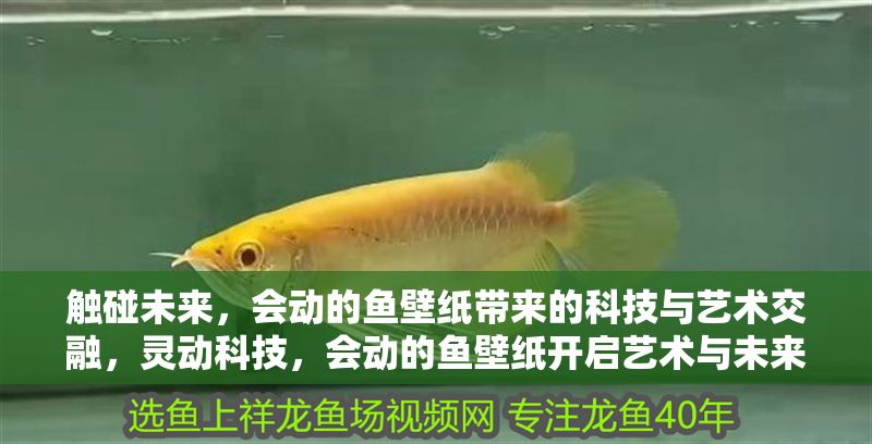 觸碰未來，會動的魚壁紙帶來的科技與藝術交融，靈動科技，會動的魚壁紙開啟藝術與未來的沉浸體驗 觸碰未來，會動的魚壁紙帶來的科技與藝術交融，靈動科技，會動的魚壁紙開啟藝術與未來的沉浸體驗 龍魚百科 第1張