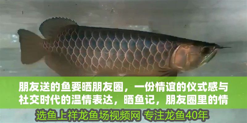 朋友送的魚要曬朋友圈，一份情誼的儀式感與社交時代的溫情表達，曬魚記，朋友圈里的情誼儀式與數字時代的溫情表達