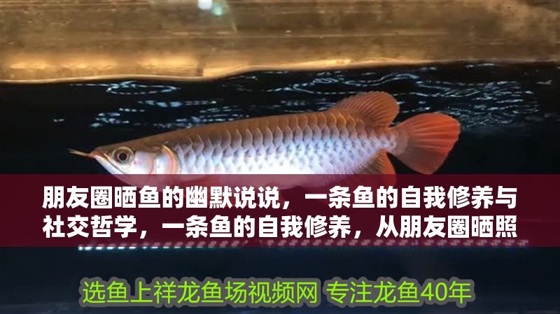 朋友圈曬魚的幽默說說，一條魚的自我修養與社交哲學，一條魚的自我修養，從朋友圈曬照到社交哲學的藝術 朋友圈曬魚的幽默說說，一條魚的自我修養與社交哲學，一條魚的自我修養，從朋友圈曬照到社交哲學的藝術 龍魚百科 第1張