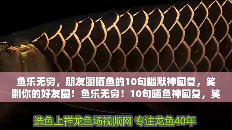 魚樂無窮，朋友圈曬魚的10句幽默神回復，笑翻你的好友圈！魚樂無窮！10句曬魚神回復，笑翻好友圈！