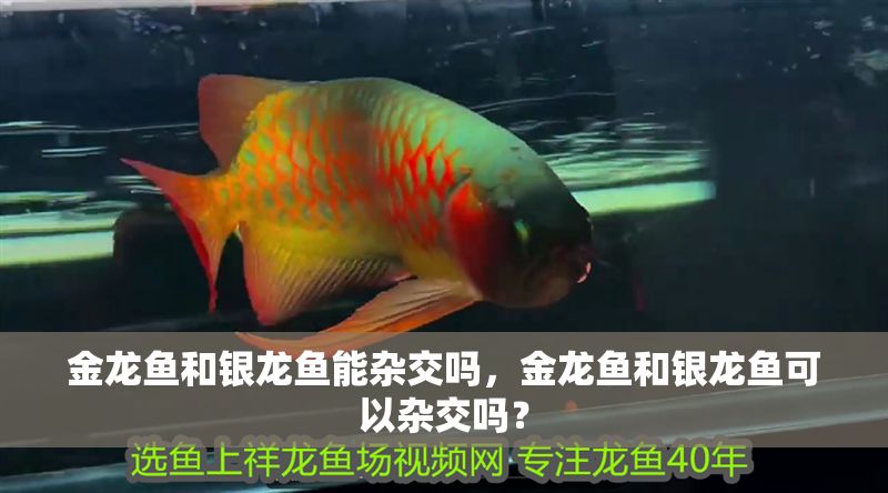 金龍魚和銀龍魚能雜交嗎，金龍魚和銀龍魚可以雜交嗎？